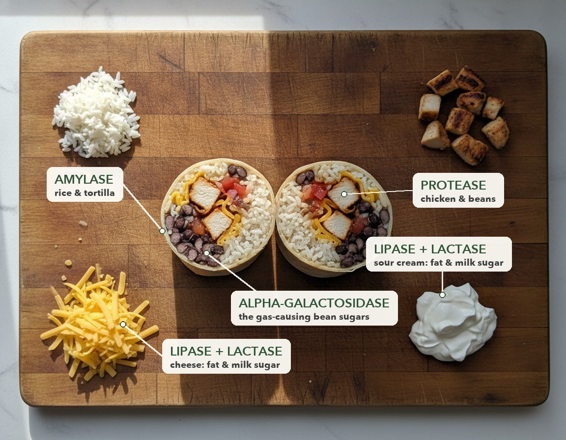 A burrito cut in half on a board, with its rice, chicken, beans, cheese and sour cream labelled with the enzyme that breaks each one down